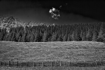 Alpine meadow with wooden fence and pine forest in Tux © Michael Niehaus