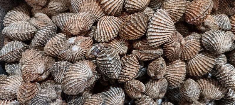 close up of a lot of shells in the market