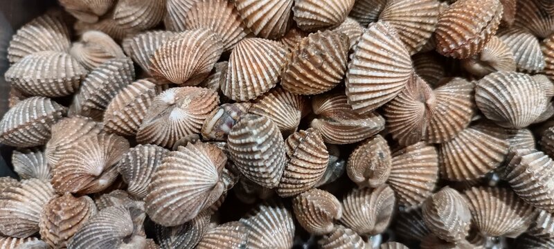 close up of a lot of shells