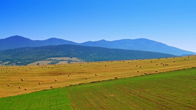 Harvested wheat field and green meadow with mountains. Round hay bales scatter across golden stubble under a clear blue sky in bright daylight.