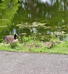 A close view of the family of geese near the water. © Al