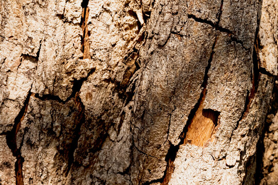 Close up texture of rough brown tree bark. Dry tree bark texture and background, nature concept.