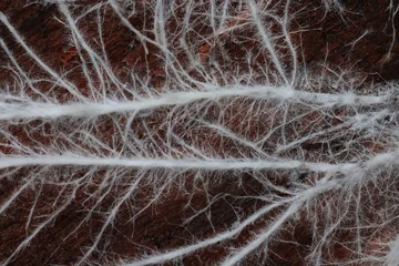 Mycelium or mold, texture of white thin roots on a dark background, natural macro © kichigin19