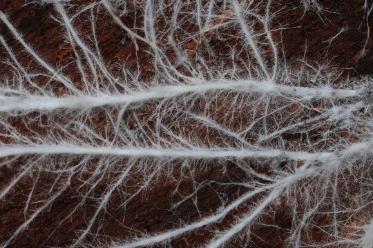 Mycelium or mold, texture of white thin roots on a dark background, natural macro