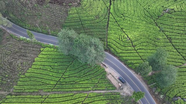 Aerial view of the lush green tea plantations in Rancabali, featuring a winding road cutting through the vibrant fields in Rancabali, West Java, Indonesia.