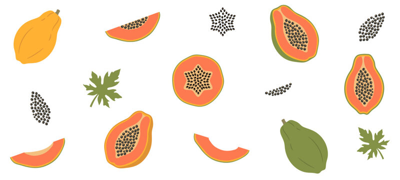 hand drawing papaya sliced and full illustrarion set