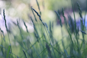 Fototapeta premium Eco background, summer meadow, delicate green soft color, real natural photo