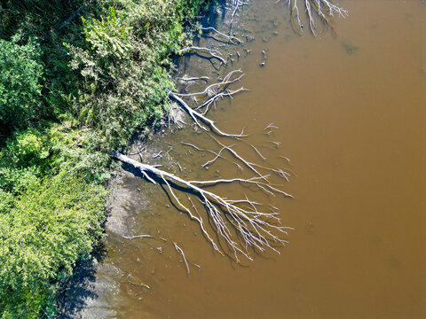 Top down aerial view of dead fallen tree branches in muddy water along green shore with reeds (Phragmites australis)