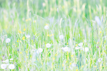Fototapeta premium Light green background, summer field grass, eco natural abstract background softcolor gradient