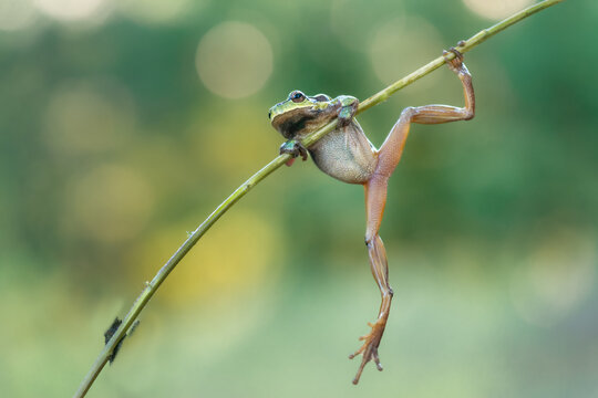 Green tree frog hanging on plant stem with soft bokeh