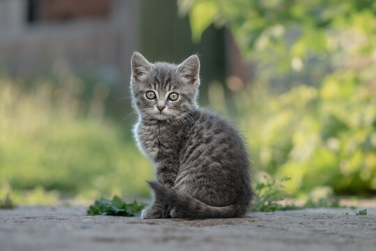 Cute gray tabby kitten looking at camera