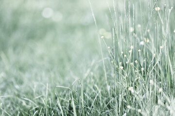 Fototapeta premium Light green background, summer field grass, eco natural abstract background softcolor gradient