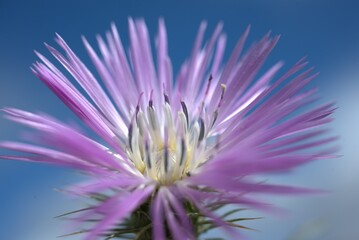 Obraz premium close up of a flower