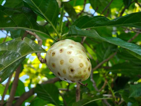 Close-up of a ripe noni fruit (Morinda citrifolia) growing on a tree, surrounded by lush green leaves in natural tropical sunlight.