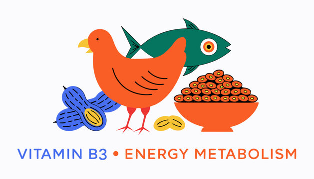Very beautiful colorful vector of chicken, tuna, peanuts and whole grains representing vitamin B3, VITAMIN B3 &bull; ENERGY METABOLISM, isolated on white background, solid colors, no gradients.