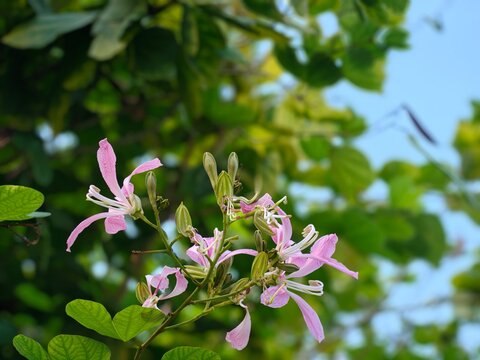 Pink Bauhinia purpurea flowers blooming on a tropical tree, with delicate petals, long white stamens, green leaves, and a soft natural background.
