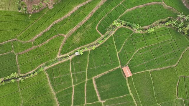 Aerial view of vibrant green rice terraces with irrigation paths and a small structure in Kecamatan Pasirjambu, Jawa Barat, Indonesia.