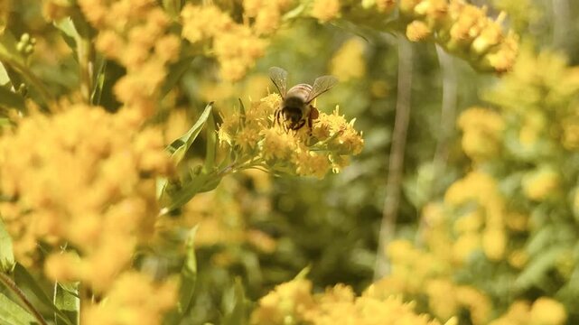 Pszczoła miodna zbierająca nektar na kwiatach nawłoci &ndash; makro 4K