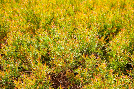 Beautiful green and yellow shrub bushes field background