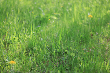 Fototapeta premium background of fresh green grass, nature in the field