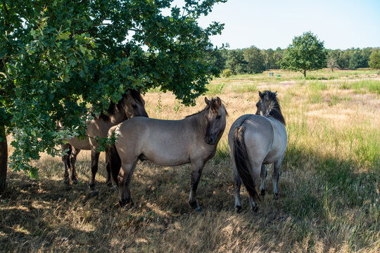 Three Konik wild horses (Equus caballus) seeking shade under an oak tree (Quercus robur) in a dry grass pasture, Havelland, Wustermark, Brandenburg, Germany