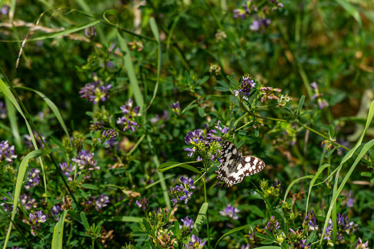 Marbled white butterfly (Melanargia galathea) feeding on purple alfalfa flowers (Medicago sativa) in green meadow