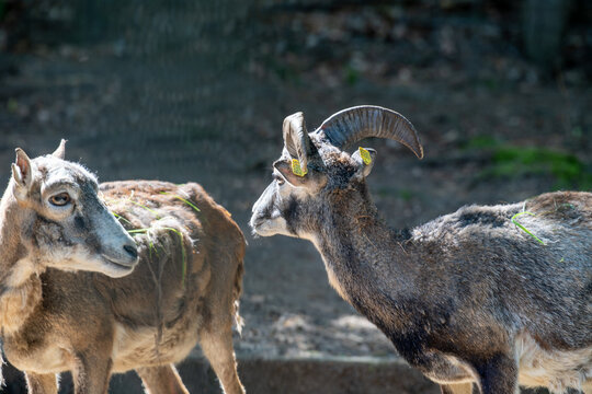 Close up side view of two European mouflons (Ovis gmelini musimon) with horns in wildlife enclosure