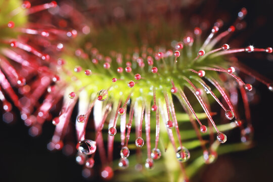 Sundew, a carnivorous plant, macro photo