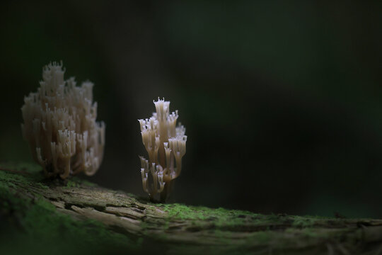 Coral mushroom, unusual mushroom in the forest, macro photography