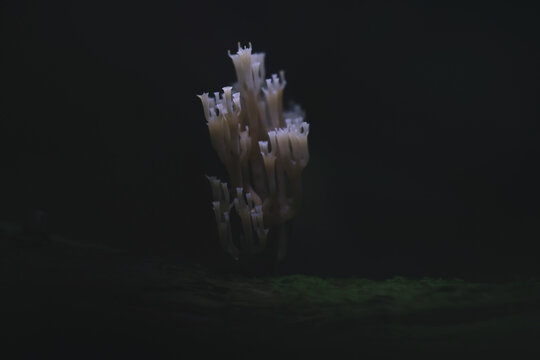 Coral mushroom, unusual mushroom in the forest, macro photography