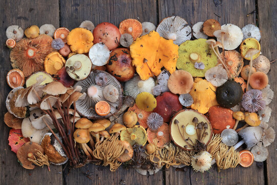Mushroom panel, background texture autumn forest harvest