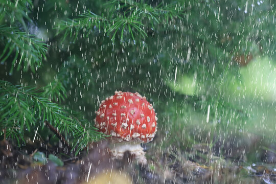 Red fly agaric in the forest, a beautiful young mushroom under a fir tree