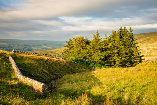 Copse of conifers on Harthorpe Moor in the North Pennines, a landscape of sweeping  moorlands, renowned for vast open skies, winding rivers and historic stone buildings in a National Landscape