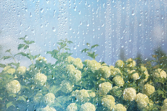 background of rain drops on glass, abstract summer grass and flowers in wet nature freshness