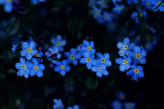 Forget-me-nots are delicate wild flowers, blue natural flowers in the forest