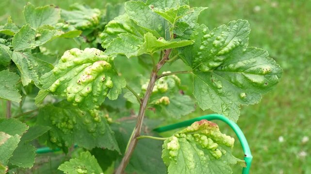 Macro green currant leaves severely damaged by gall aphid pest. Infested Ribes bush plant with blister galls in summer garden. Plant pathology, crop protection and agriculture concept. Real 4K video
