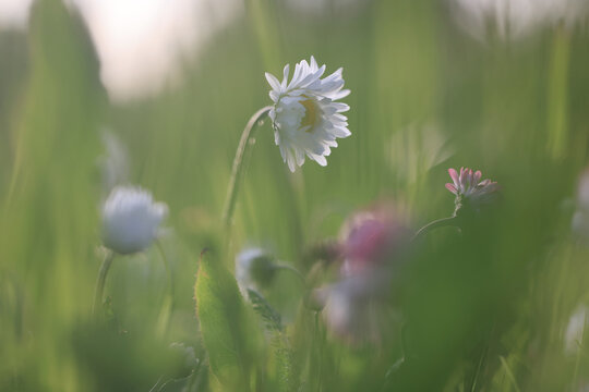 Daisies, small wild flowers on the lawn, summer nature background, eco