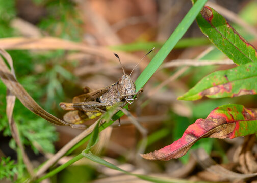 A close-up view of a brown grasshopper gnawing a leaf of grass in meadow thickets
