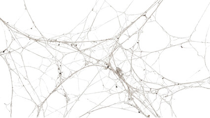 Intricate white spiderweb overlay pattern on transparent background provides spooky atmosphere for horror movie posters or abandoned house architectural visualization. © ATIQULISLAM