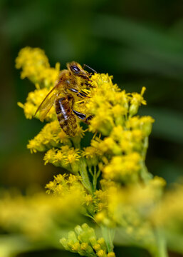 Close up view of a bee collecting pollen from a meadow flower