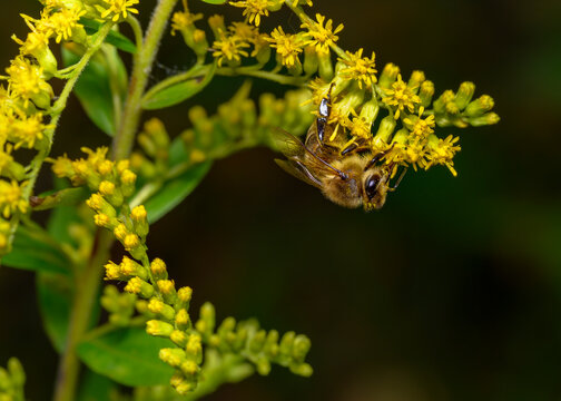 Close up view of a bee collecting pollen from a meadow flower