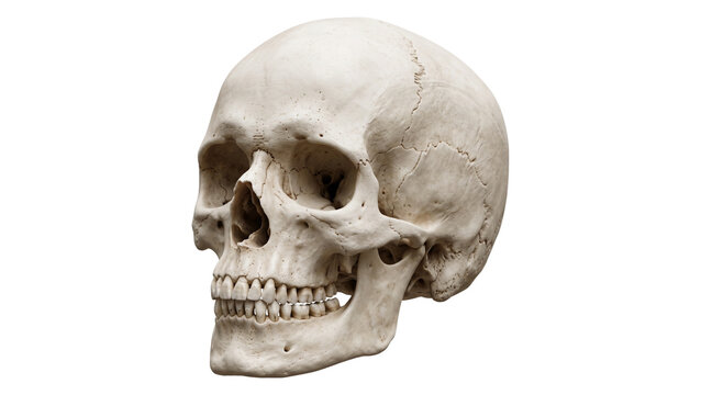 Aged human skull side view with visible teeth and cranial sutures serves as educational anatomical model for medical study or spooky halloween decoration templates.