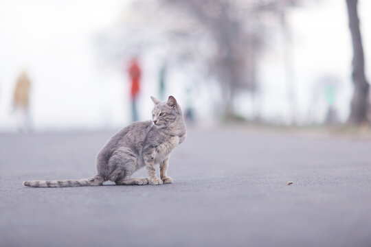 A stray cat, a poor animal, a city cat, loneliness requires care.