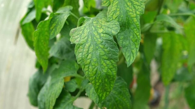Macro of tomato leaf infected with late blight fungal disease in greenhouse. Phytophthora infestans spots on plant foliage in local hothouse. Crop protection, agronomy and agriculture concept. Real 4K