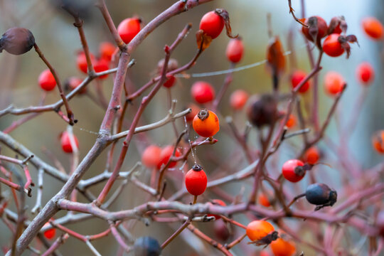Autumn rose hips on thin branches with morning mist and soft sunlight in a foggy forest landscape