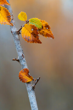 Autumn branch with golden yellow leaves in misty morning fog creating a peaceful seasonal atmosphere