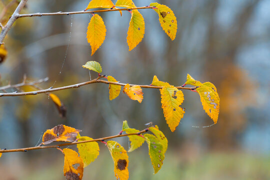 Autumn forest branches with yellow leaves in morning mist and soft sunlight