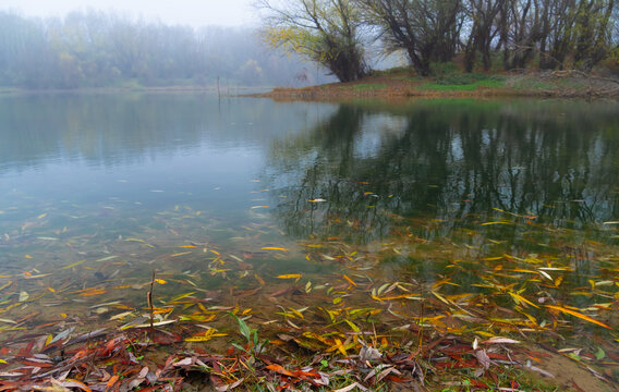 Misty autumn morning landscape with calm river water and fallen golden leaves on the shore