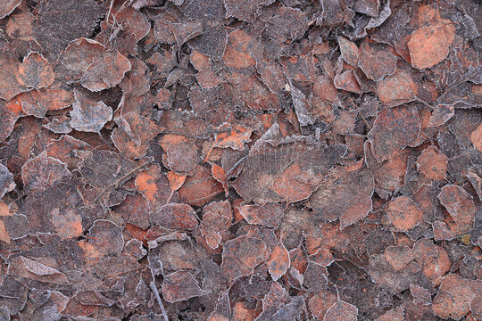 Autumn fallen leaves on the ground, flat abstract background, seasonal texture