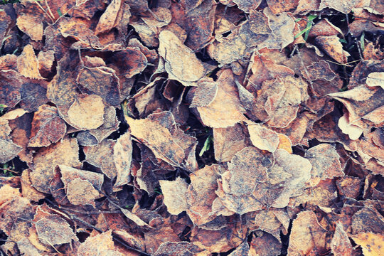 Autumn fallen leaves on the ground, flat abstract background, seasonal texture